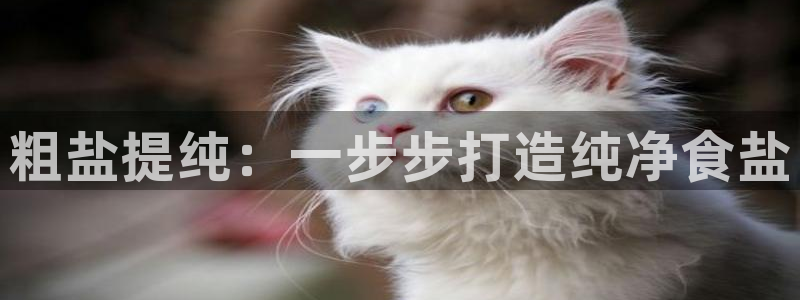 威九国际v96bet官网版