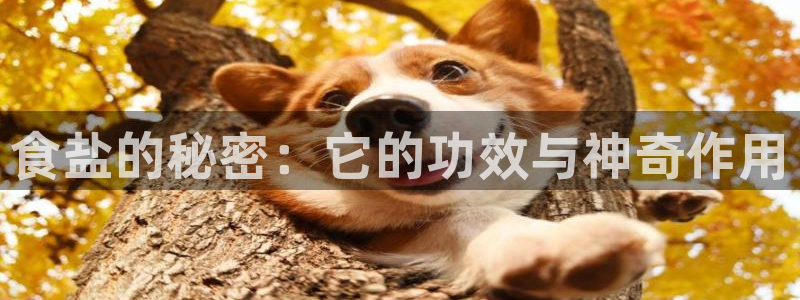 威九国际h5