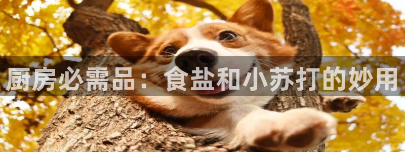威九国际mv
